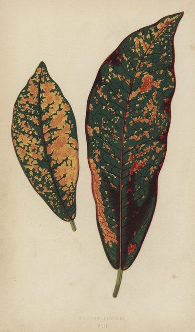 Croton Pictus alkotó: English School